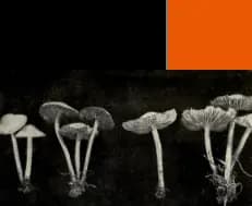 mushrooms