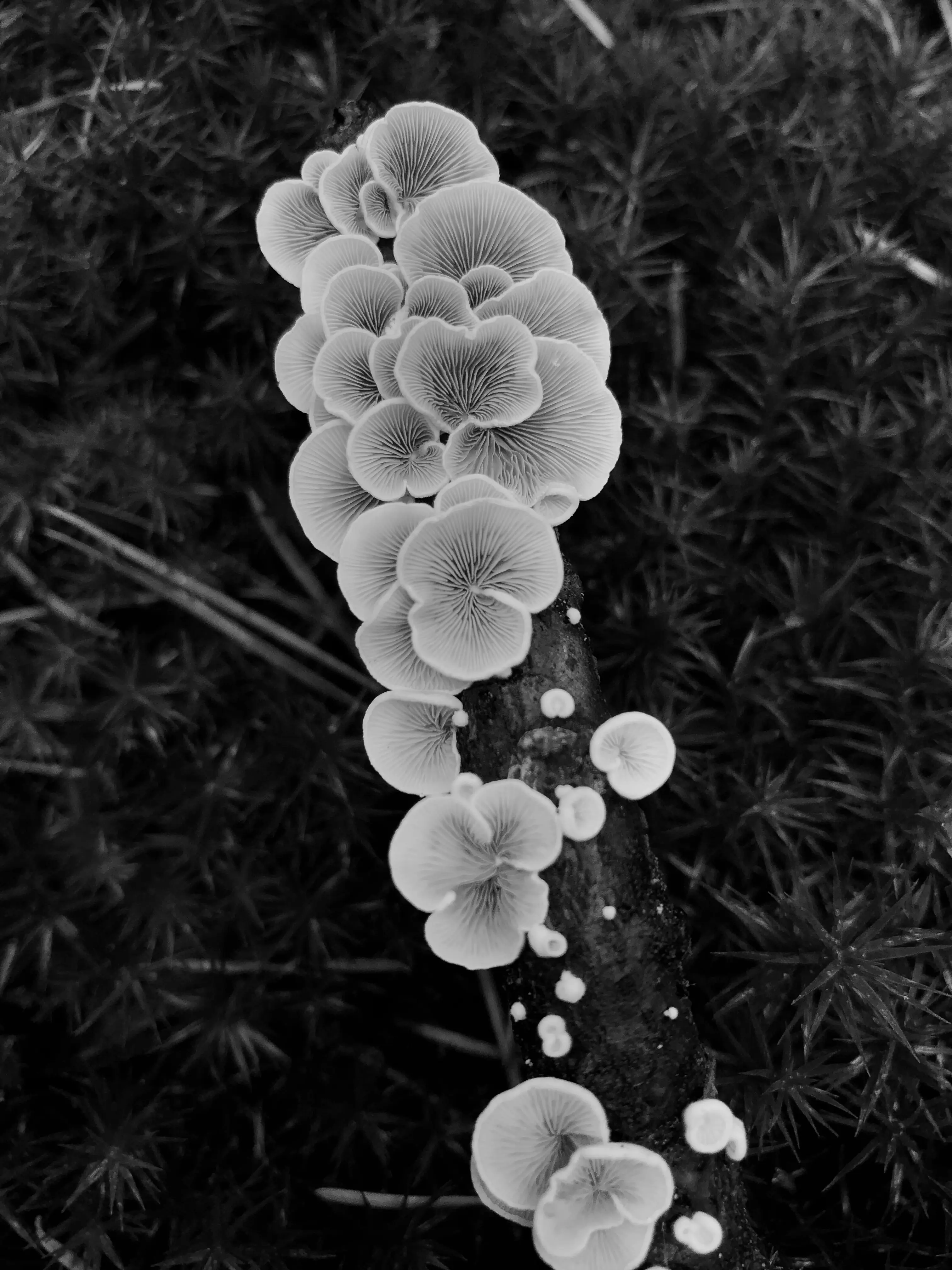 fungus