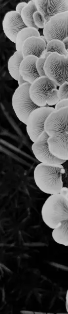 fungus-d
